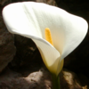 Calla lily