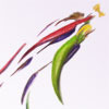Quidditch