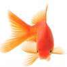 goldfish