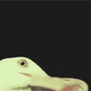 seagull staring from the corner of a black box