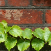 ivy against a brick wall