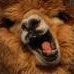 A snarky llama