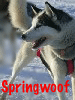 Springwoof