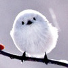 tiny bird