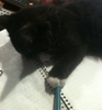 kitten with a pen
