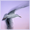 A seagull in flight, with slight motion blur.