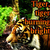 Tiger, tiger, burning bright