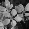 Black and white picture of cherry blossom