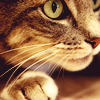 Grey tabby looking off to the the right
