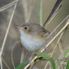 A wren sitting on a branch