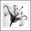 X-Ray flower art by Steven Meyers (icon by Pearle)