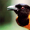 a pitohui