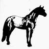 pony