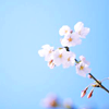 cherry blossom