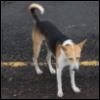 Indian street dog