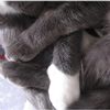 Fuzzy overlapping cat paws of adorableness
