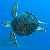 TurtleTotem