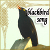 Image of an English blackbird singing on a rock.