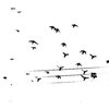 For my Tippi Hedren moments