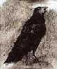 jim dine raven