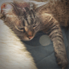 Grizabella, my cat.