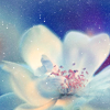 Made by whysper on LJ. Blue-toned magnolia flower.