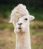 THE MOST HANDSOME CREATURE.