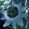A passionflower tinted blue and purple.