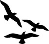 birds flying