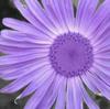 Purple_Daisy