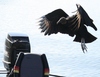 A vulture in mid take-off from a boat.