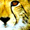 Cheetah