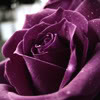 purple rose icon by roxoicons