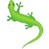 gecko