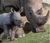 rhino smooch