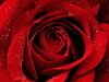 a red rose for you