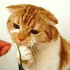 Orange kitty contemplating a flower.