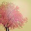 Pink frost on a naked winter tree