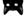 The top of a black cat's head, upside down