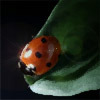 ladybug on a leaf