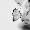 kitty with butterfly