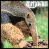 Kantayra Anteater