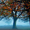 autumn tree