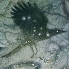 user icon for paperiuni: a view of pine trees