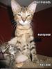 Kitty friends
