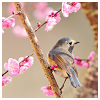 bird & blossoms