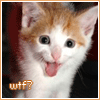 Icon of wide-eyed kitten yawning; text says WTF?