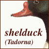 shelduck (tadorna)