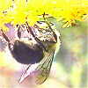 Bee on flower