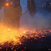 firedancer